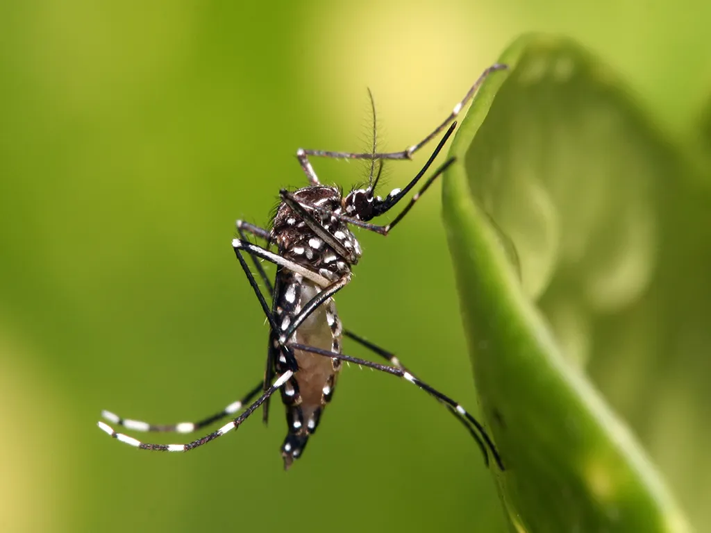 Dedetização de Mosquitos em Jandira
