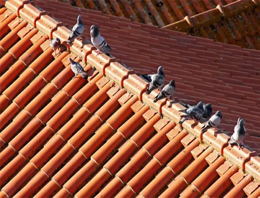 Dedetização de Pombos em Jandira